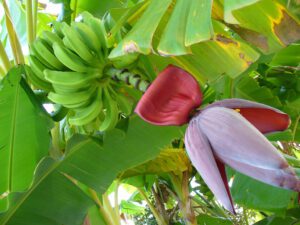 banana plant flower